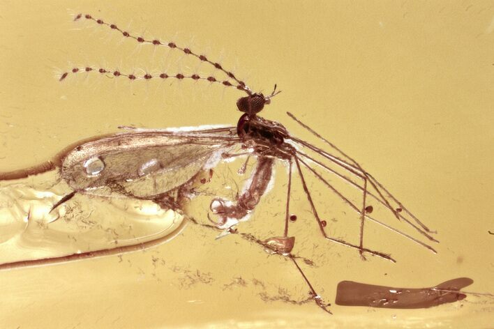 Small Fossil Gall Midge and Two True Midges In Baltic Amber #330698